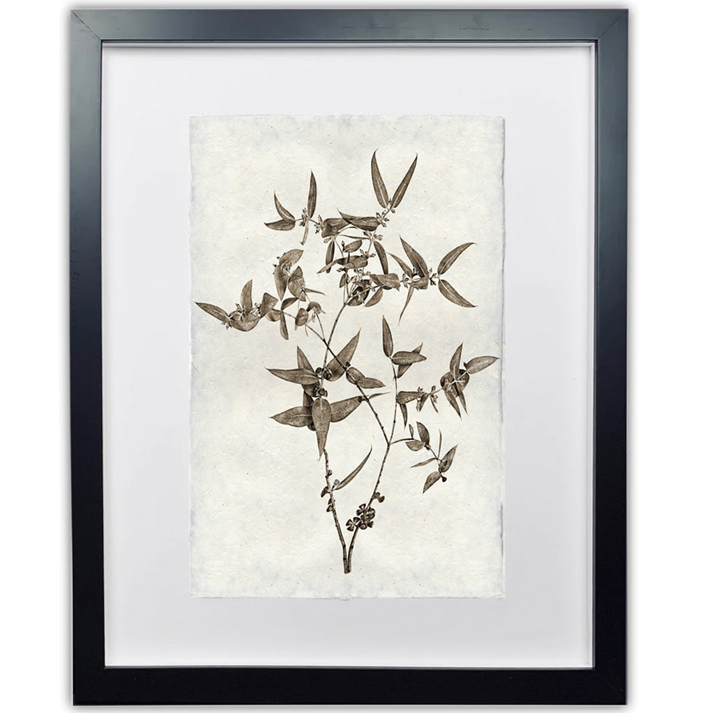 Eucalyptus #3 Handmade Paper Wall Art Print