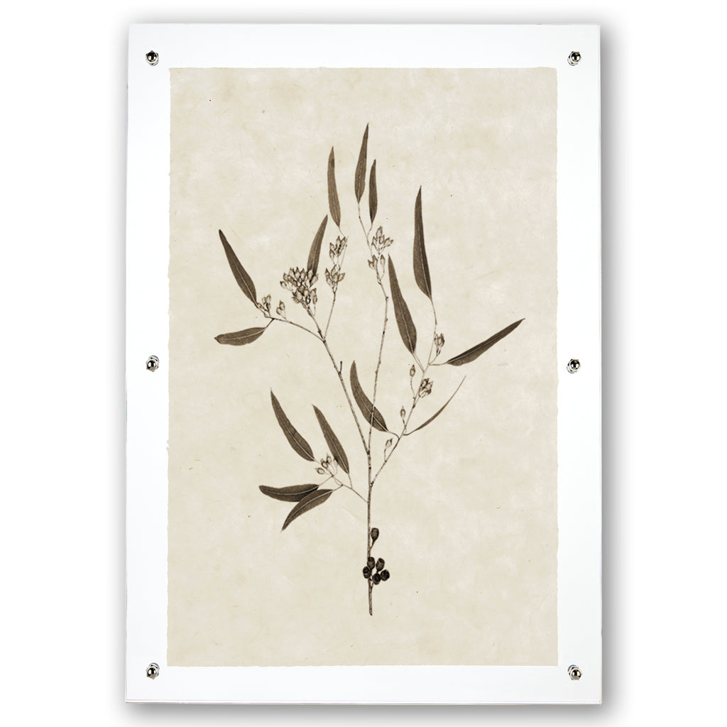 Eucalyptus #5 botanical print on handmade Nepalese paper, framed with clear acrylic and silver standoffs.