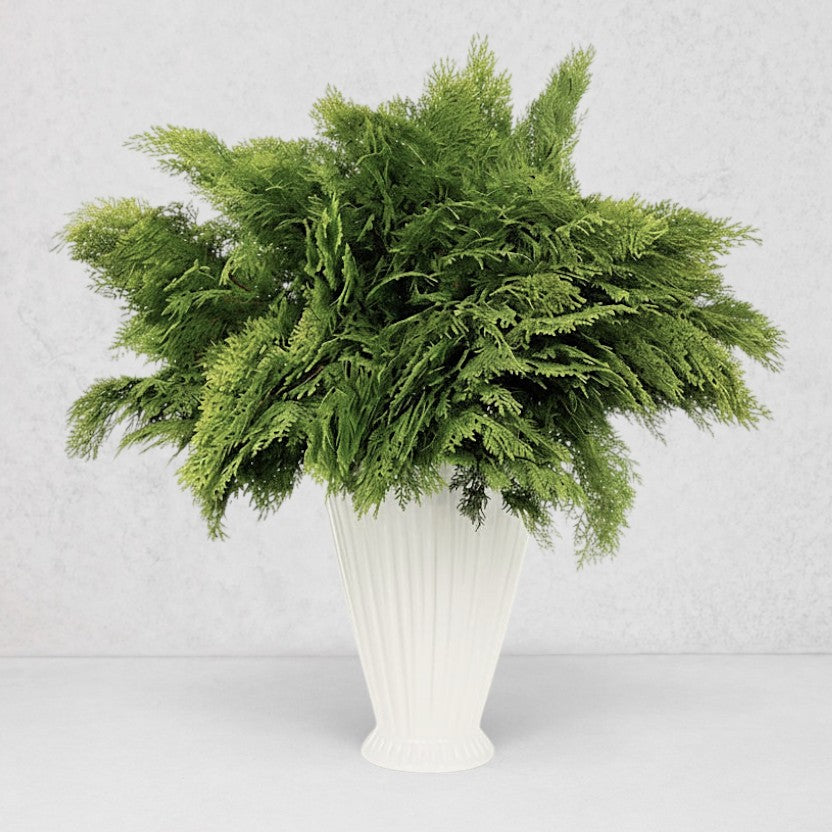 Fresh Golden Cedar Stem Bunch in a white fluted vase.