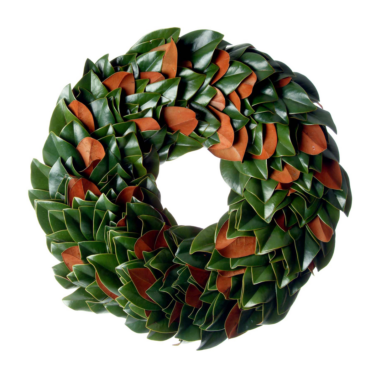 24-inch fresh magnolia wreath with glossy green and velvety copper leaves arranged in a circular design.