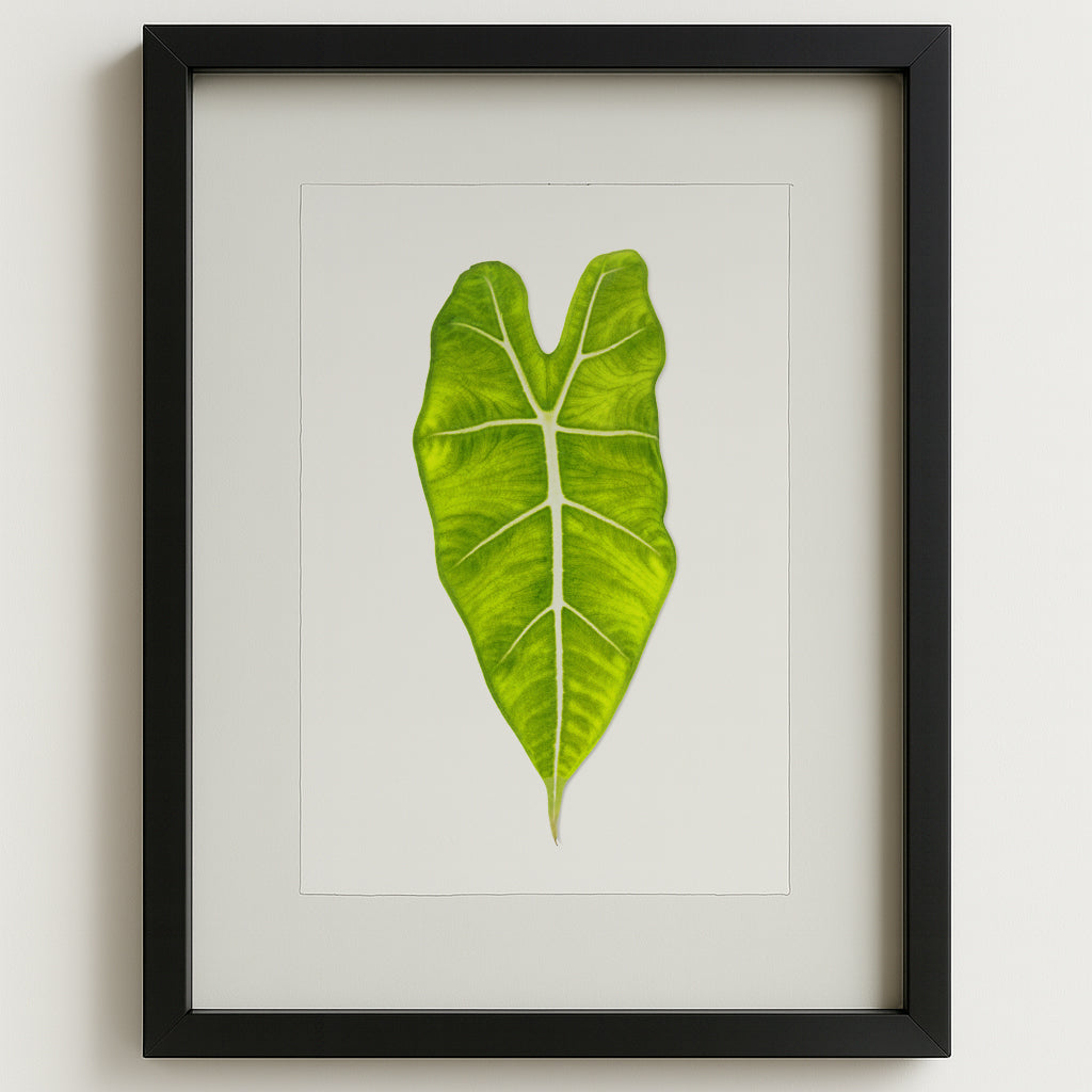 Green Philodendron Leaf on English Watercolor Wall Art Print in a black shadowbox frame.