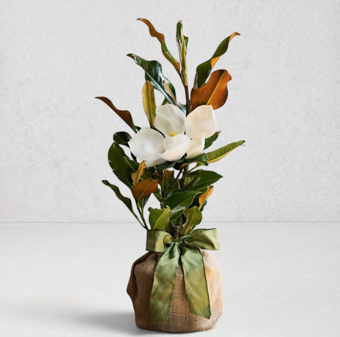 Live Magnolia Mini Gift Tree with glossy green leaves, a white bloom, and a burlap-wrapped base with a green ribbon.