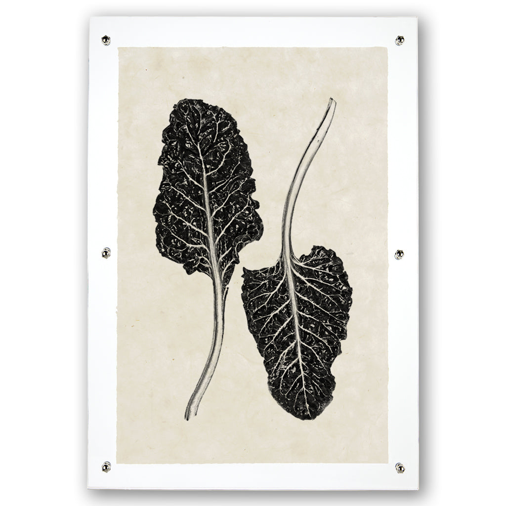 Swiss Chard handmade paper wall art print, black botanical illustration on worn off-white paper, framed.