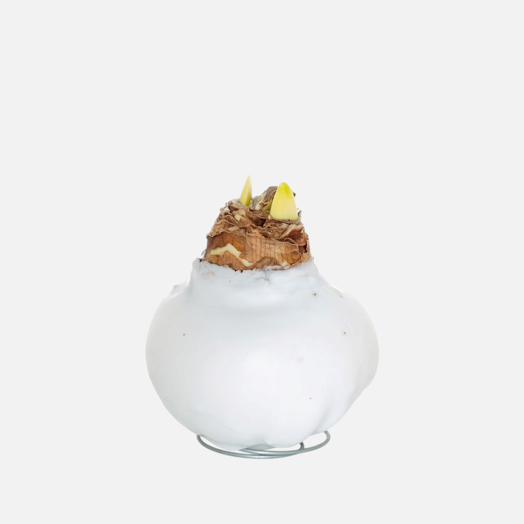 Amaryllis bulb dipped in smooth white wax, resting on a circular metal wire stand against a white background.