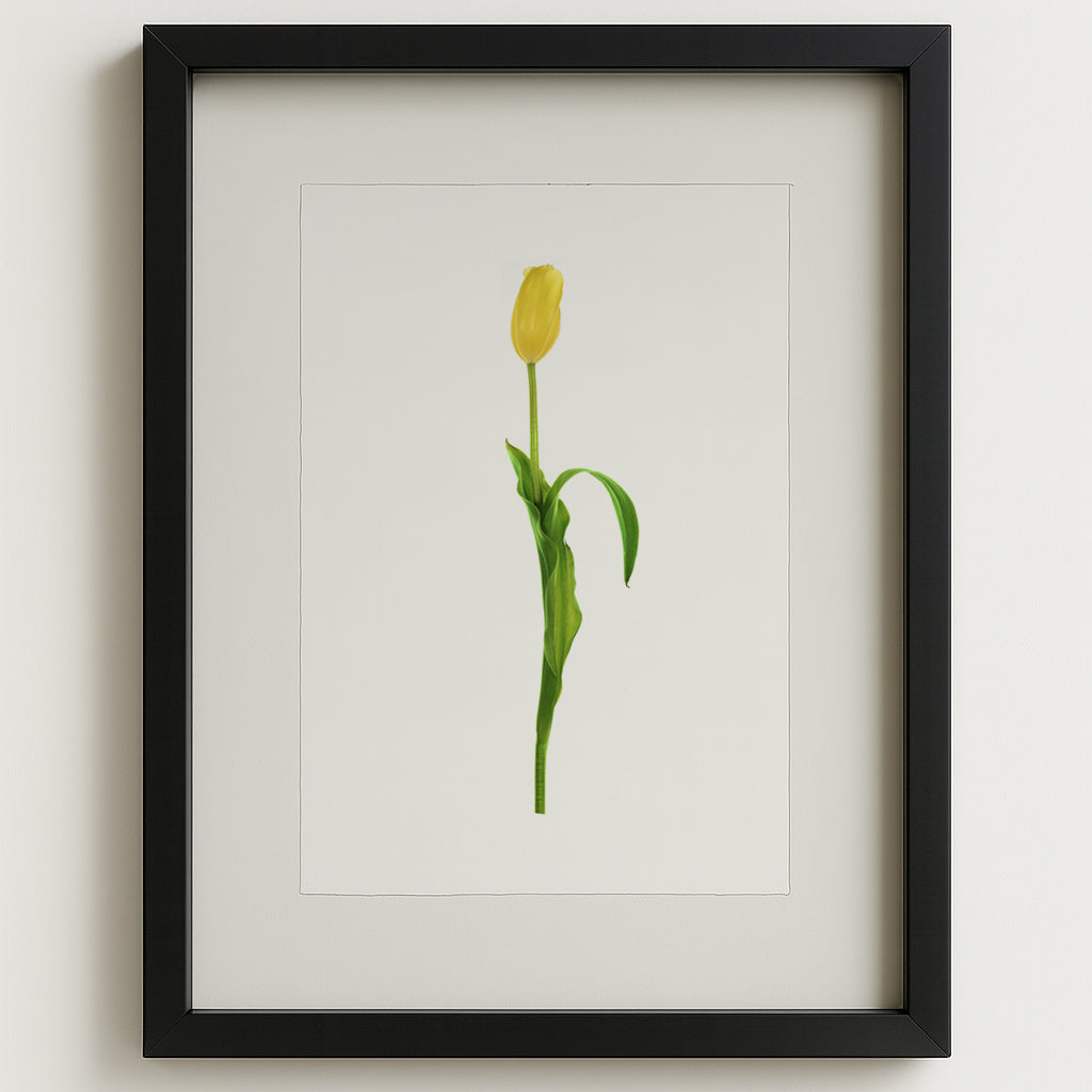 Yellow tulip on English watercolor paper, framed in a black shadowbox.