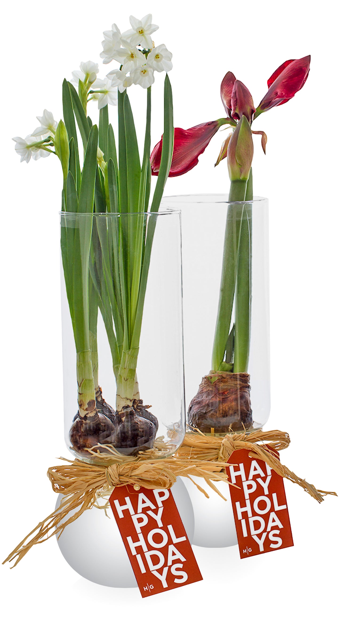 Paperwhites and amaryllis in glass vase