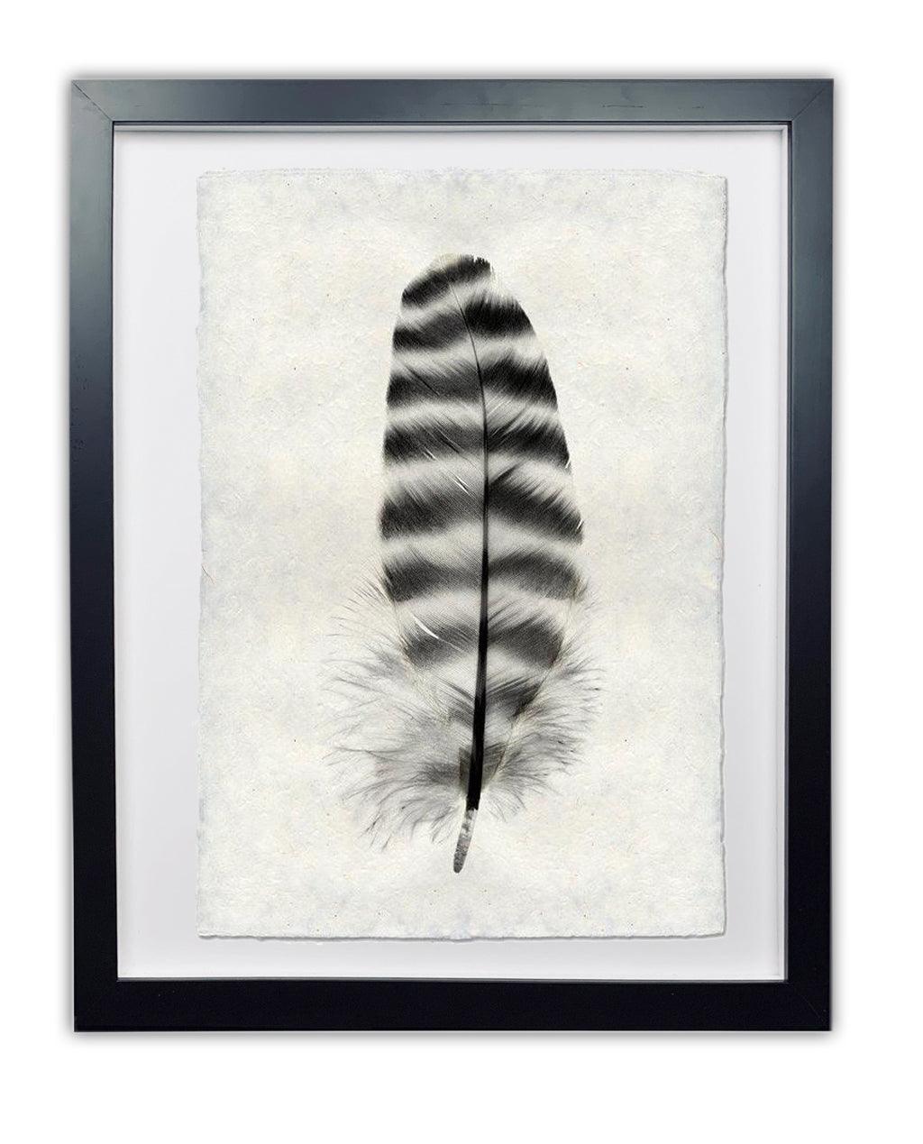 Framed black and white Barred Rock Hen feather print on textured handmade Nepalese paper.