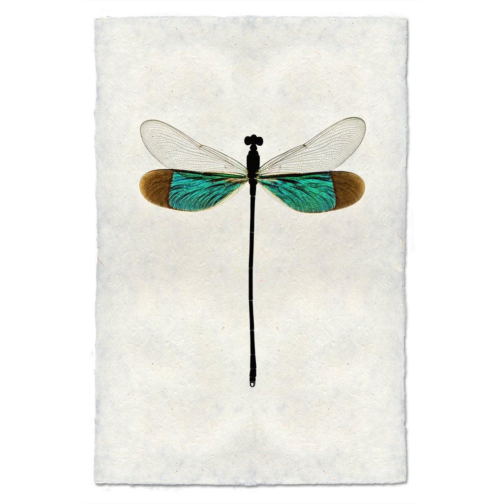 Turquoise Damsel Dragonfly print on handmade paper, with teal and brown wings.