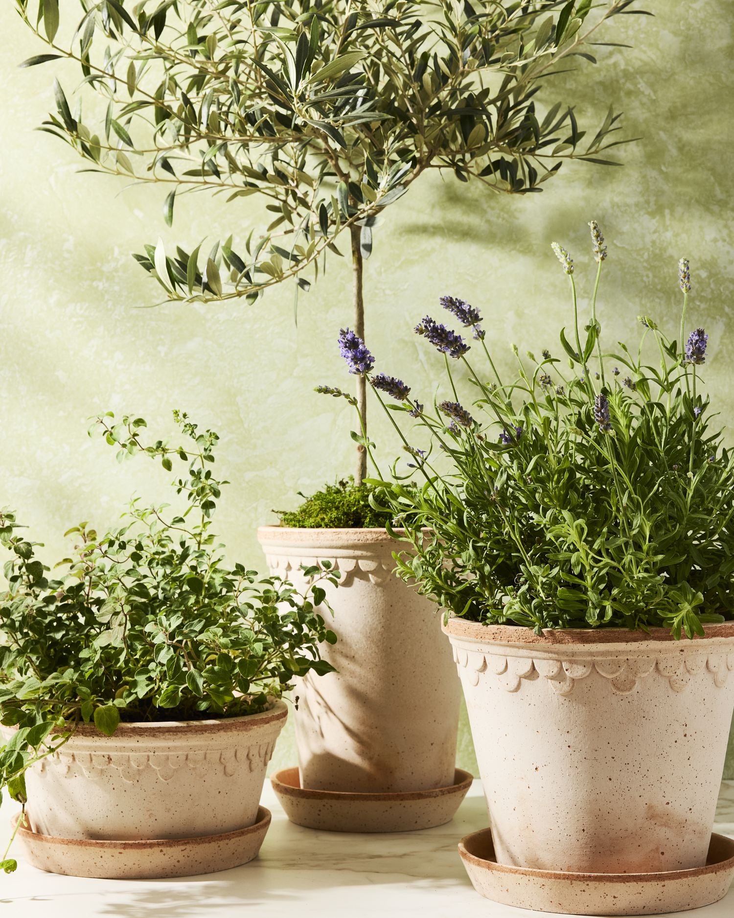 Plants, Wreaths & Garlands
