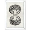 Cabbage Handmade Paper Wall Art Print - Hudson Grace