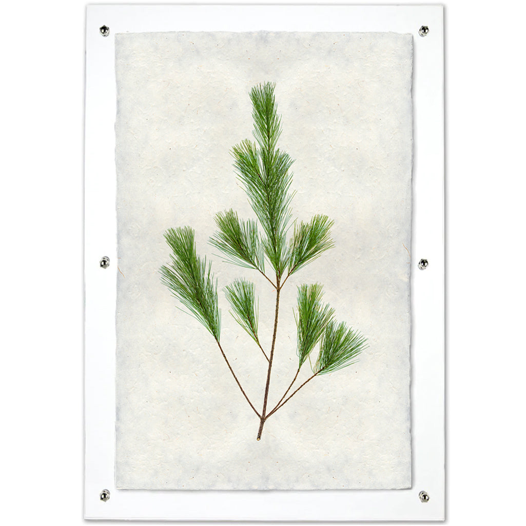 Pine Handmade Paper Art Print