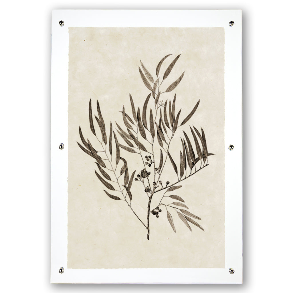 Eucalyptus #4 Handmade Paper Art Print