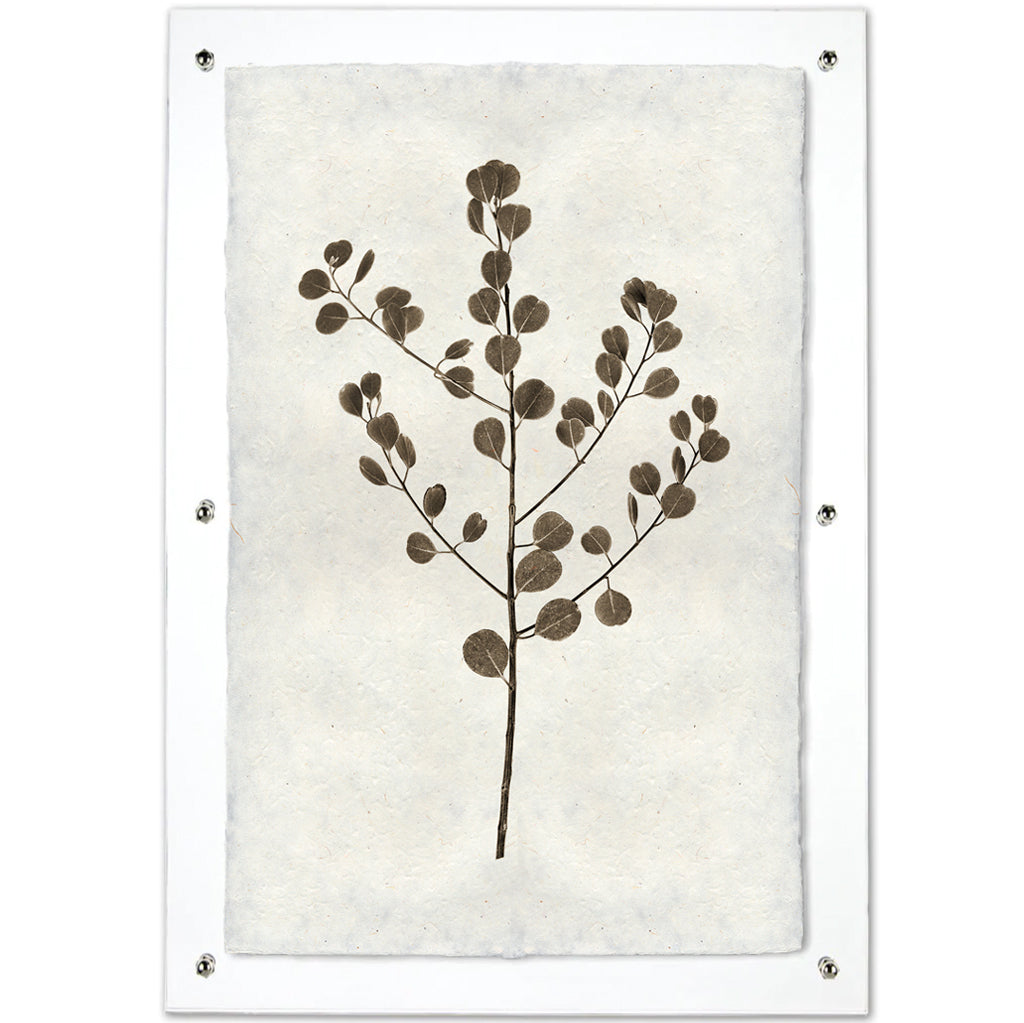 Eucalyptus #1 Handmade Paper Art Print