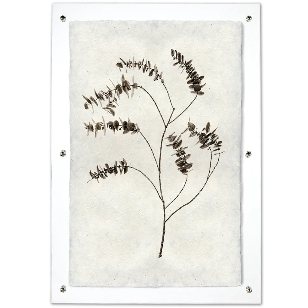 Eucalyptus #2 Handmade Paper Art Print