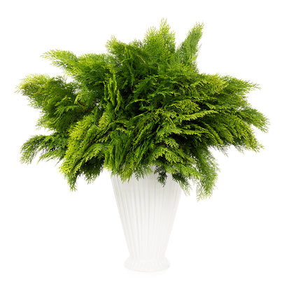 Fresh Golden Cedar Stem Bunch