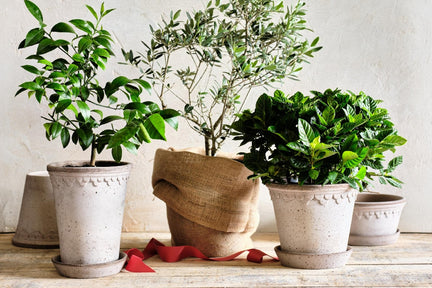 housekeeping-garden