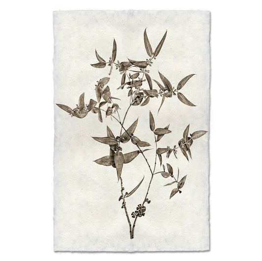 Eucalyptus #3 Handmade Paper Art Print
