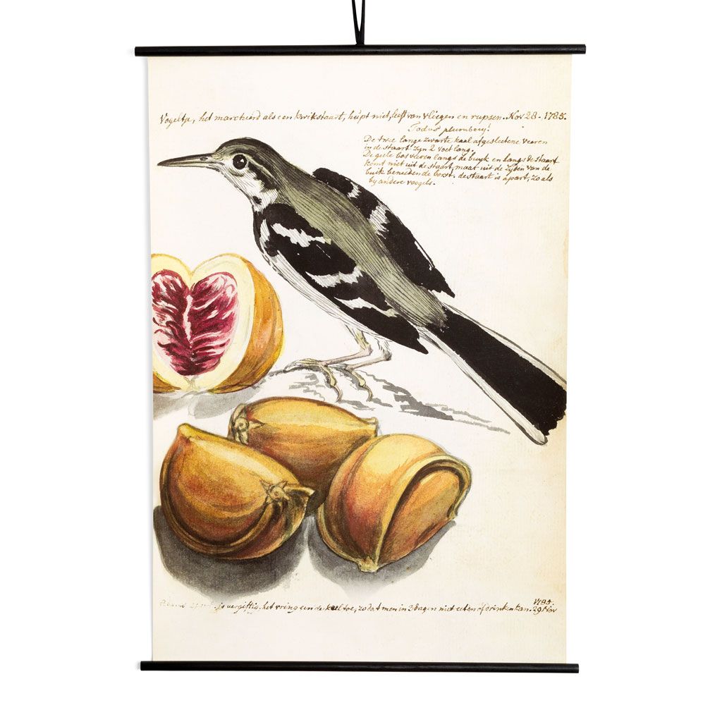 Rustic Dutch Painting of Bird with Fruit  (36x52)