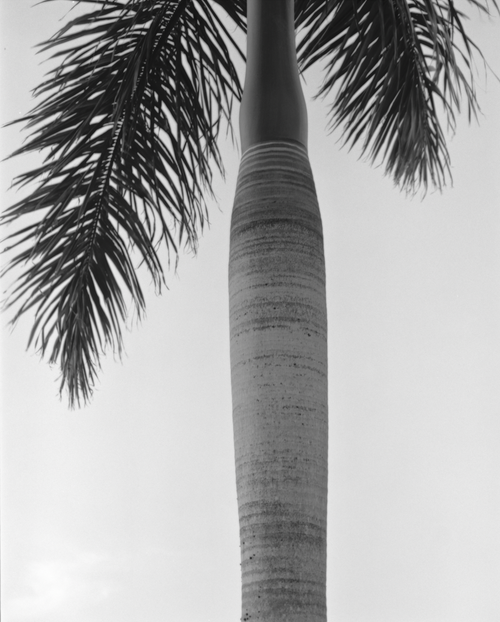 Black and White Palm Tree Photograph By Matt Albiani