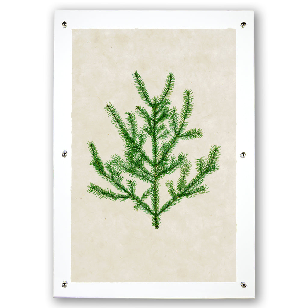 Balsam Fir green branch print on textured handmade Nepalese paper, framed with clear acrylic and silver hardware.