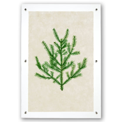 Balsam Fir green branch print on textured handmade Nepalese paper, framed with clear acrylic and silver hardware.