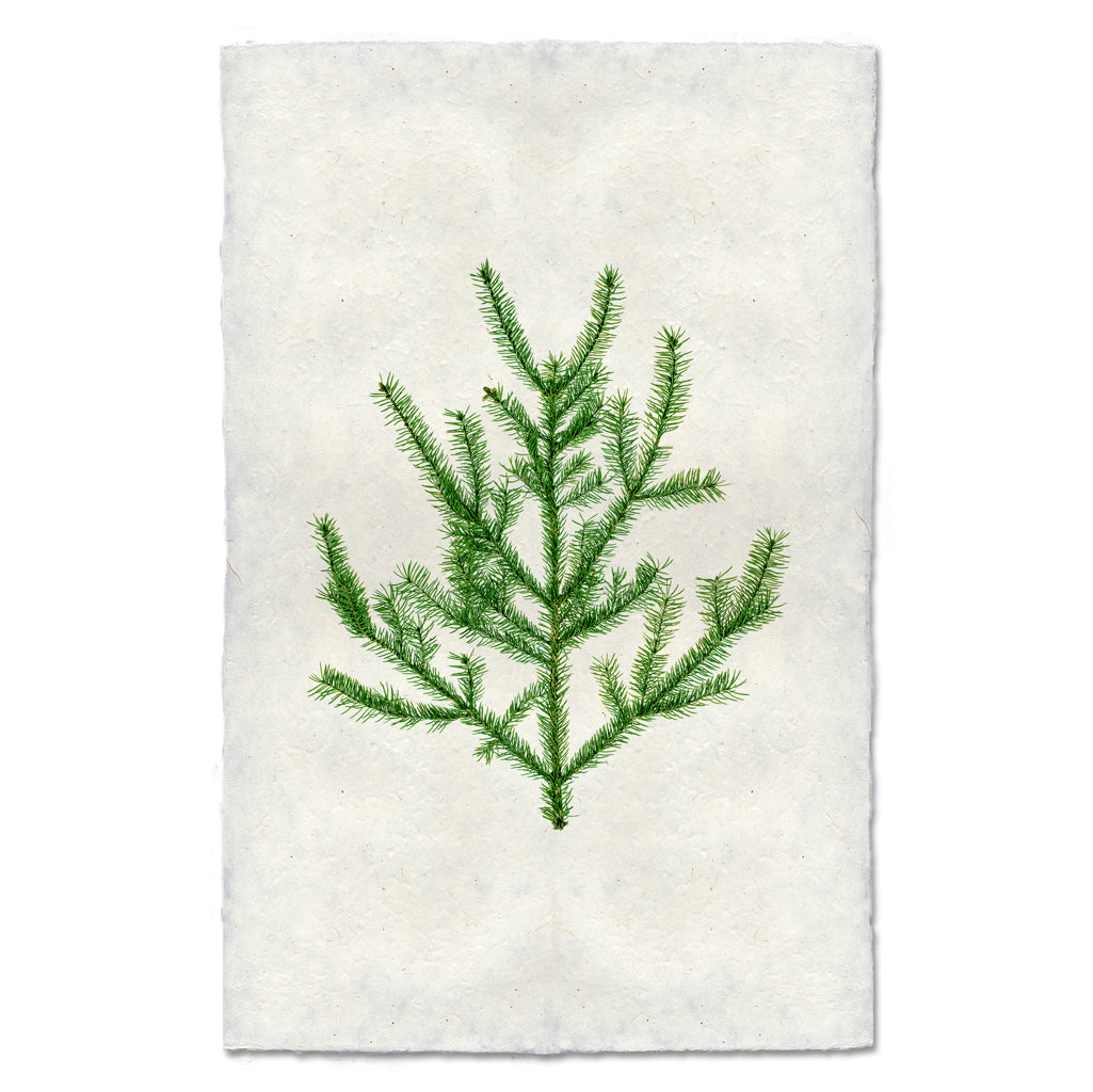 Balsam Fir green branch print on textured, off-white handmade Nepalese paper with deckled edges.
