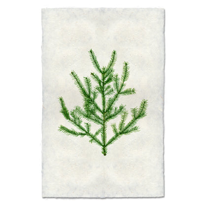 Balsam Fir green branch print on textured, off-white handmade Nepalese paper with deckled edges.