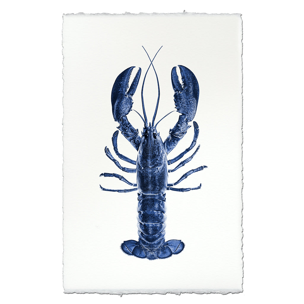 Blue Maine Lobster on English Watercolor Wall Art Print with deckled edges.