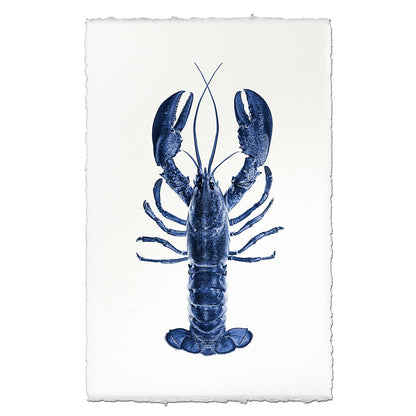 Blue Maine Lobster on English Watercolor Wall Art Print with deckled edges.