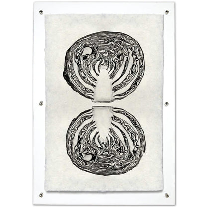 Black and white cabbage cross-section art print on handmade Nepalese paper, mounted on clear acrylic.