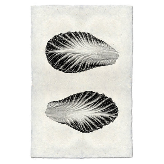 Endive handmade paper wall art print featuring two black and white endive leaves on textured paper.