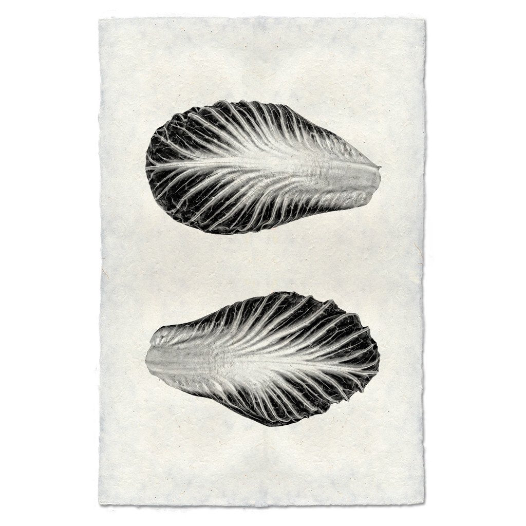 Endive handmade paper wall art print featuring two black and white endive leaves on textured paper.