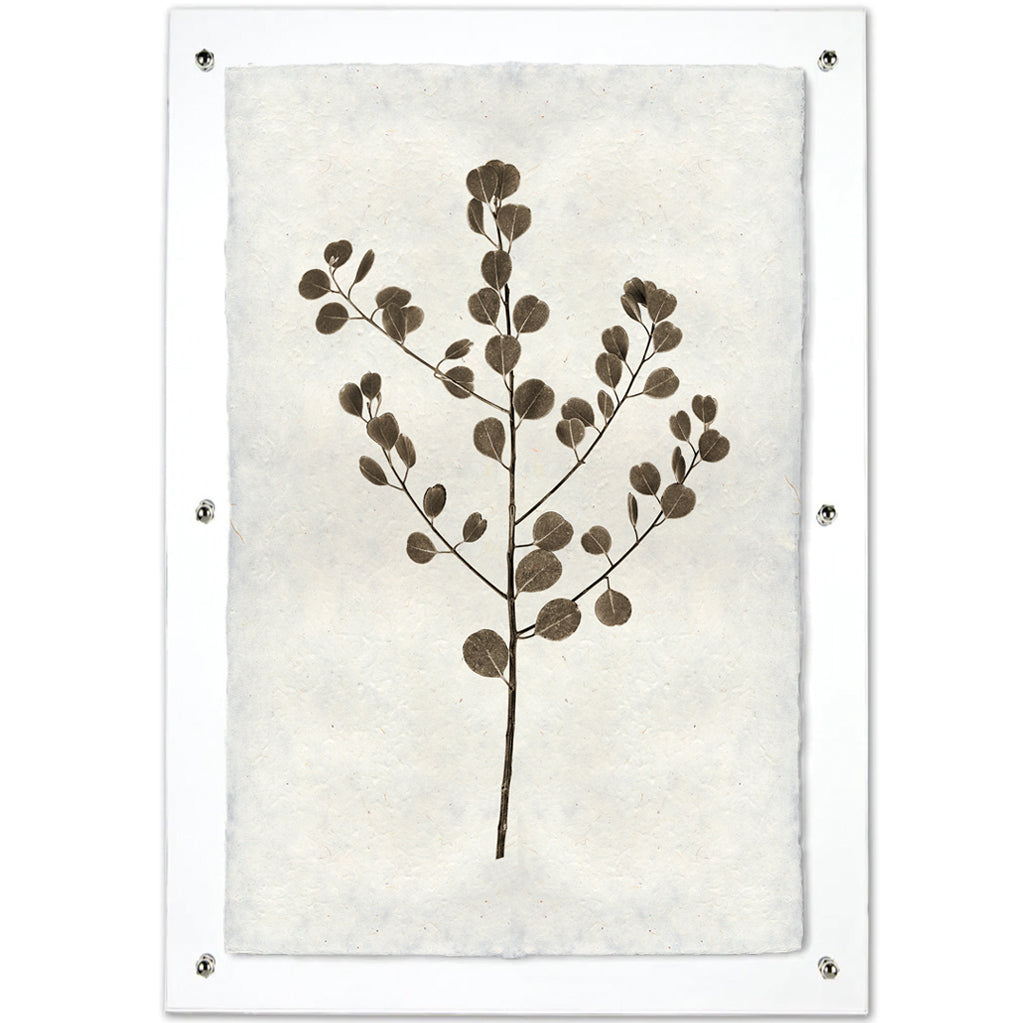 Eucalyptus #1 handmade Nepalese paper wall art print, brown botanical design on textured off-white paper.