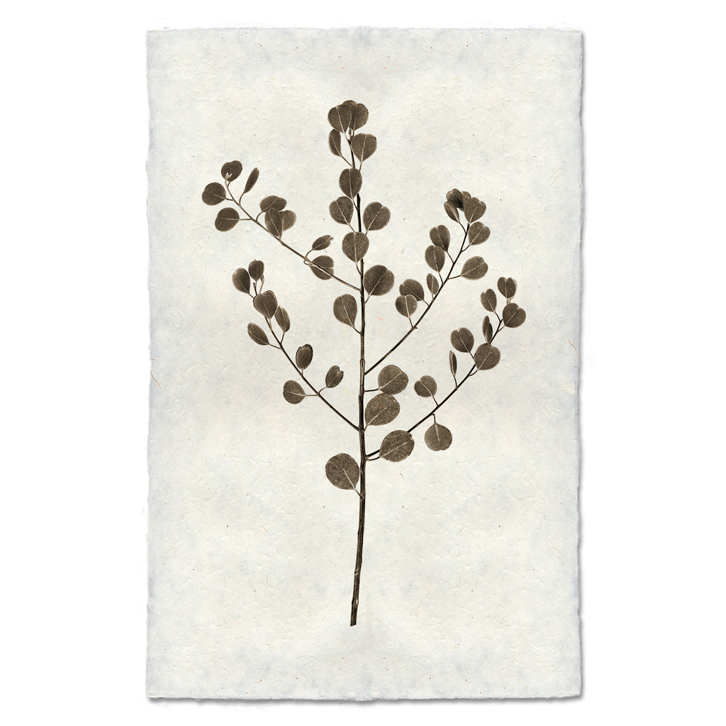 Eucalyptus #1 handmade Nepalese paper wall art print with a brown botanical branch and leaves.