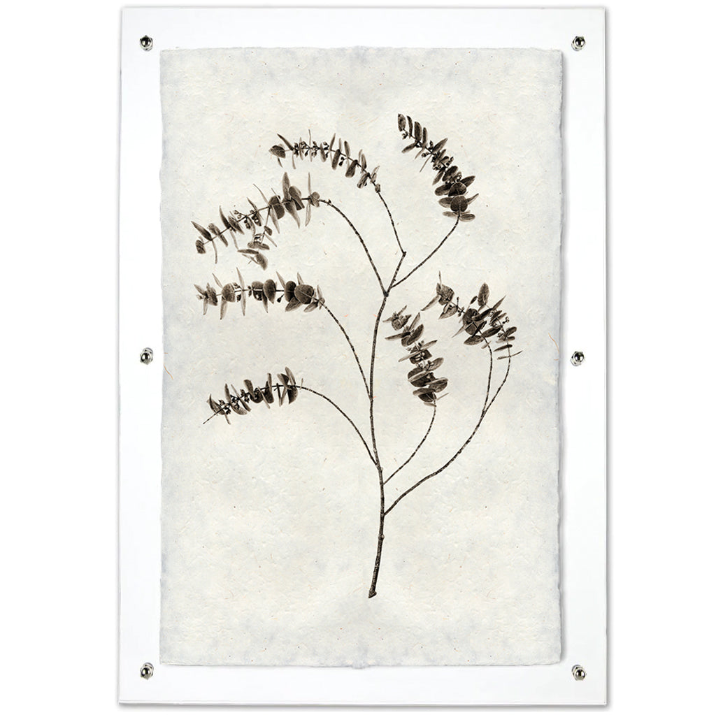 Eucalyptus #2 handmade paper wall art print, dark botanical branch on textured off-white paper, clear frame.