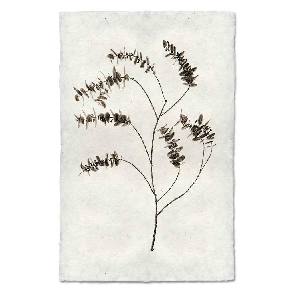 Eucalyptus #2 handmade Nepalese paper wall art print with a dark botanical illustration.