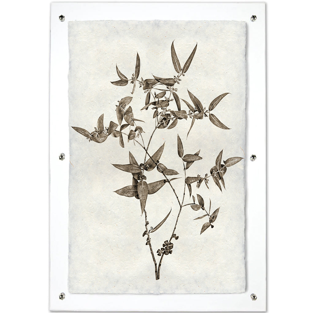 Eucalyptus #3 handmade Nepalese paper wall art print, sepia botanical illustration, clear acrylic frame.