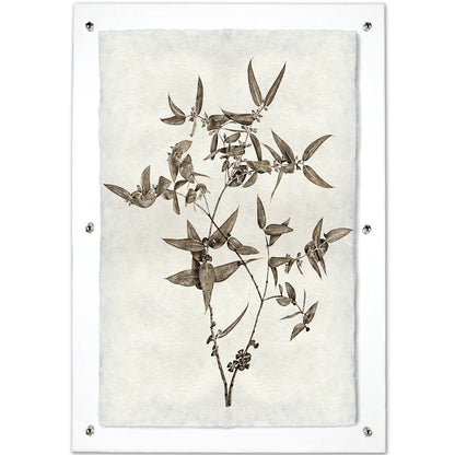 Eucalyptus #3 handmade Nepalese paper wall art print, sepia botanical illustration, clear acrylic frame.