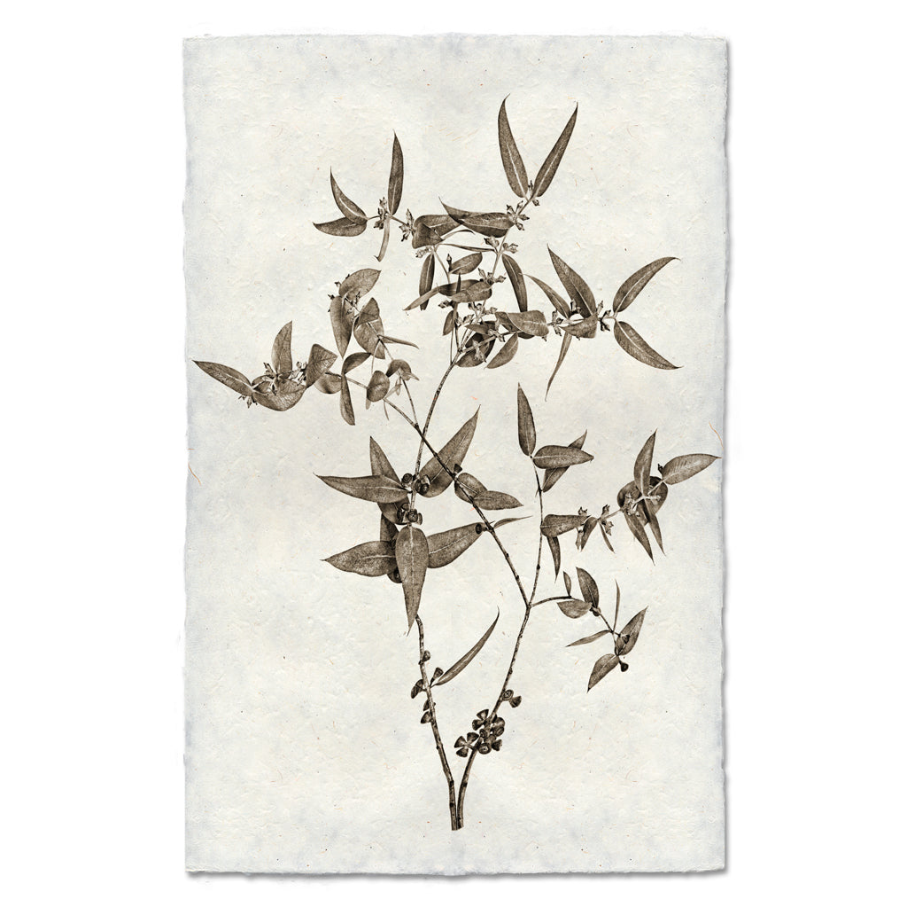 Eucalyptus #3 botanical art print on handmade Nepalese paper, featuring a sepia-toned plant illustration.