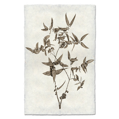 Eucalyptus #3 botanical art print on handmade Nepalese paper, featuring a sepia-toned plant illustration.