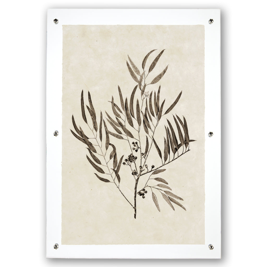 Eucalyptus #4 handmade Nepalese paper wall art print with botanical illustration, framed with clear acrylic.