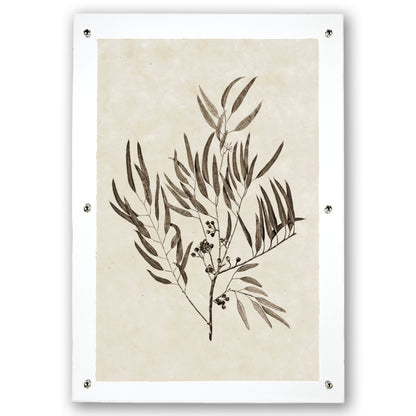 Eucalyptus #4 handmade Nepalese paper wall art print with botanical illustration, framed with clear acrylic.