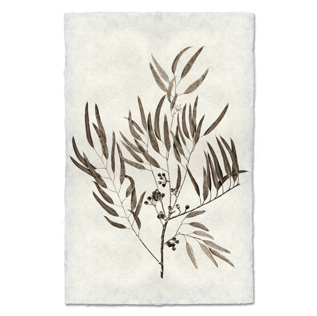 Eucalyptus #4 handmade Nepalese paper wall art print with a botanical illustration of leaves and berries.