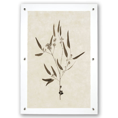 Eucalyptus #5 botanical print on handmade Nepalese paper, framed with clear acrylic and silver standoffs.