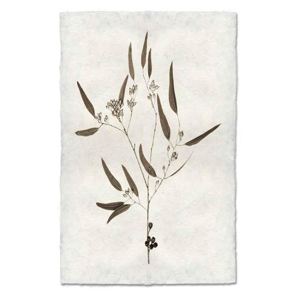 Eucalyptus #5 handmade Nepalese paper wall art print with botanical illustration of leaves, buds, and berries.