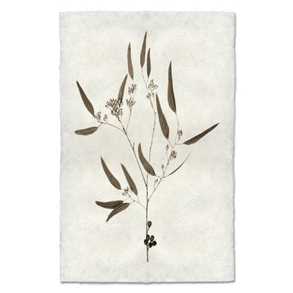 Eucalyptus #5 handmade Nepalese paper wall art print with botanical illustration of leaves, buds, and berries.