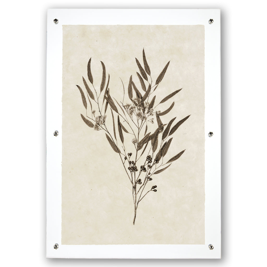 Eucalyptus #6 handmade Nepalese paper wall art print with botanical illustration, framed with clear acrylic and silver hardware.