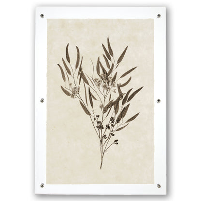 Eucalyptus #6 handmade Nepalese paper wall art print with botanical illustration, framed with clear acrylic and silver hardware.