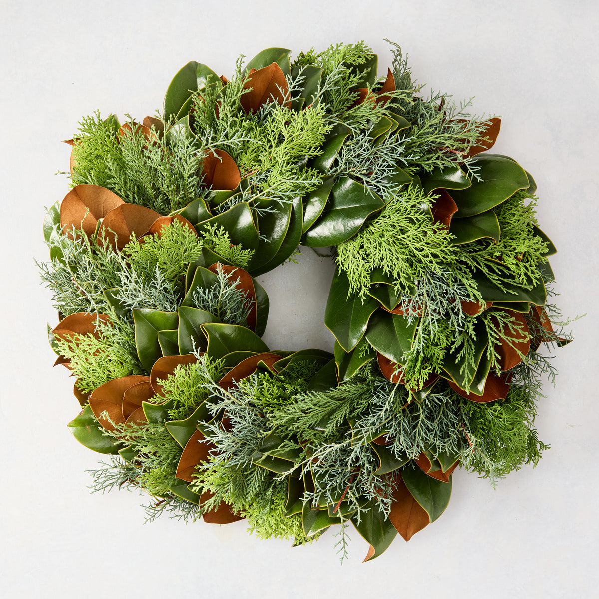 24-inch holiday wreath featuring fresh green magnolia leaves, silver-hued cypress, and golden cedar on a white background.