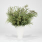 Fresh Carolina Sapphire Stem Bunch, silvery-green feathery branches in a white ribbed vase.